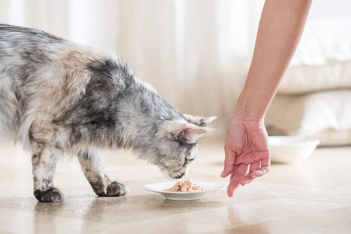 Cat Jelly Ton Cu Aloe Vera , hrană pentru pisici umedă în jeleu, 24 cutii X 85 G