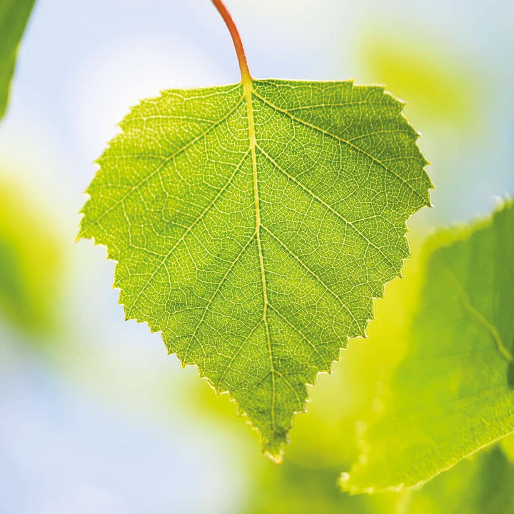 WELEDA Bio, Ulei de corp cu ulei de jojoba, întărește pielea si activează metabolismul pielii, 100 ml